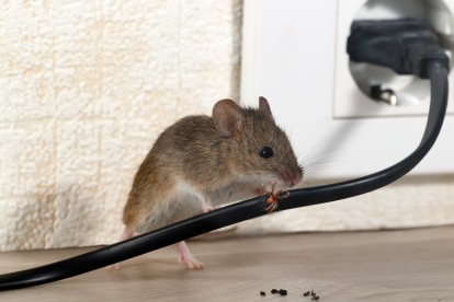 Pest Control in Stanwell, Stanwell Moor, TW19. Call Now! 020 8166 9746