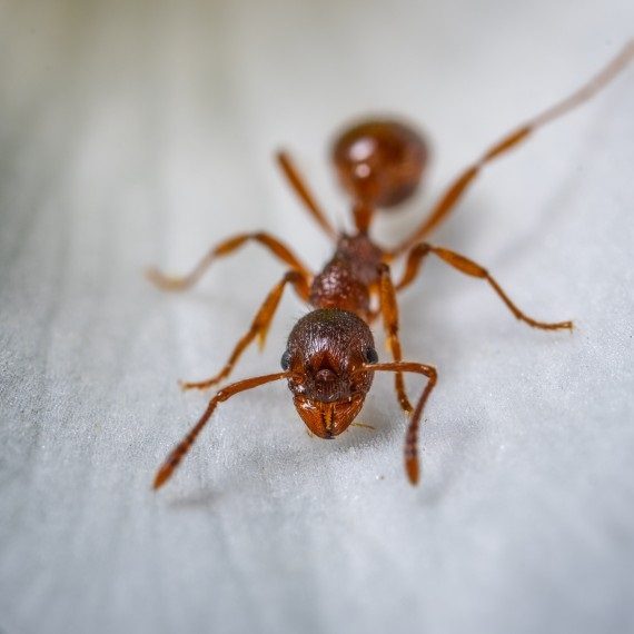 Field Ants, Pest Control in Stanwell, Stanwell Moor, TW19. Call Now! 020 8166 9746