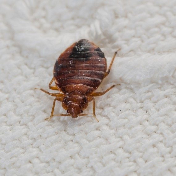 Bed Bugs, Pest Control in Stanwell, Stanwell Moor, TW19. Call Now! 020 8166 9746