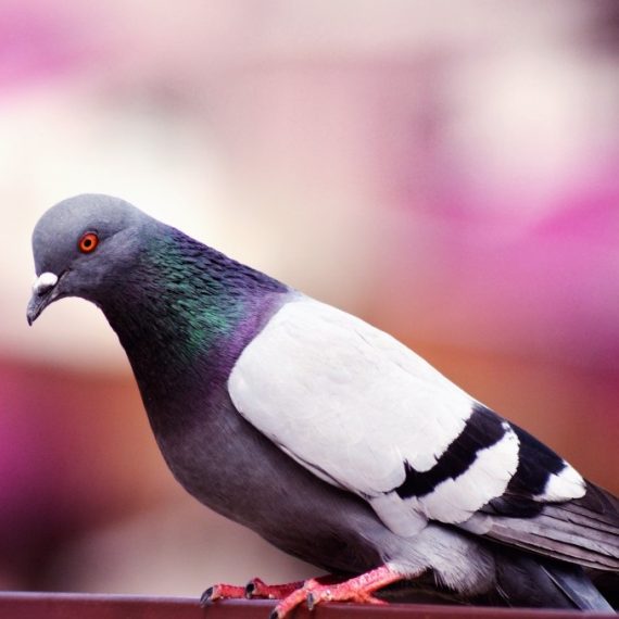 Birds, Pest Control in Stanwell, Stanwell Moor, TW19. Call Now! 020 8166 9746