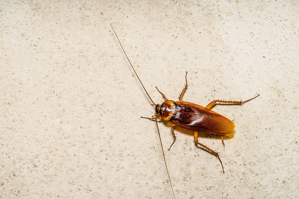 Cockroach Control, Pest Control in Stanwell, Stanwell Moor, TW19. Call Now 020 8166 9746