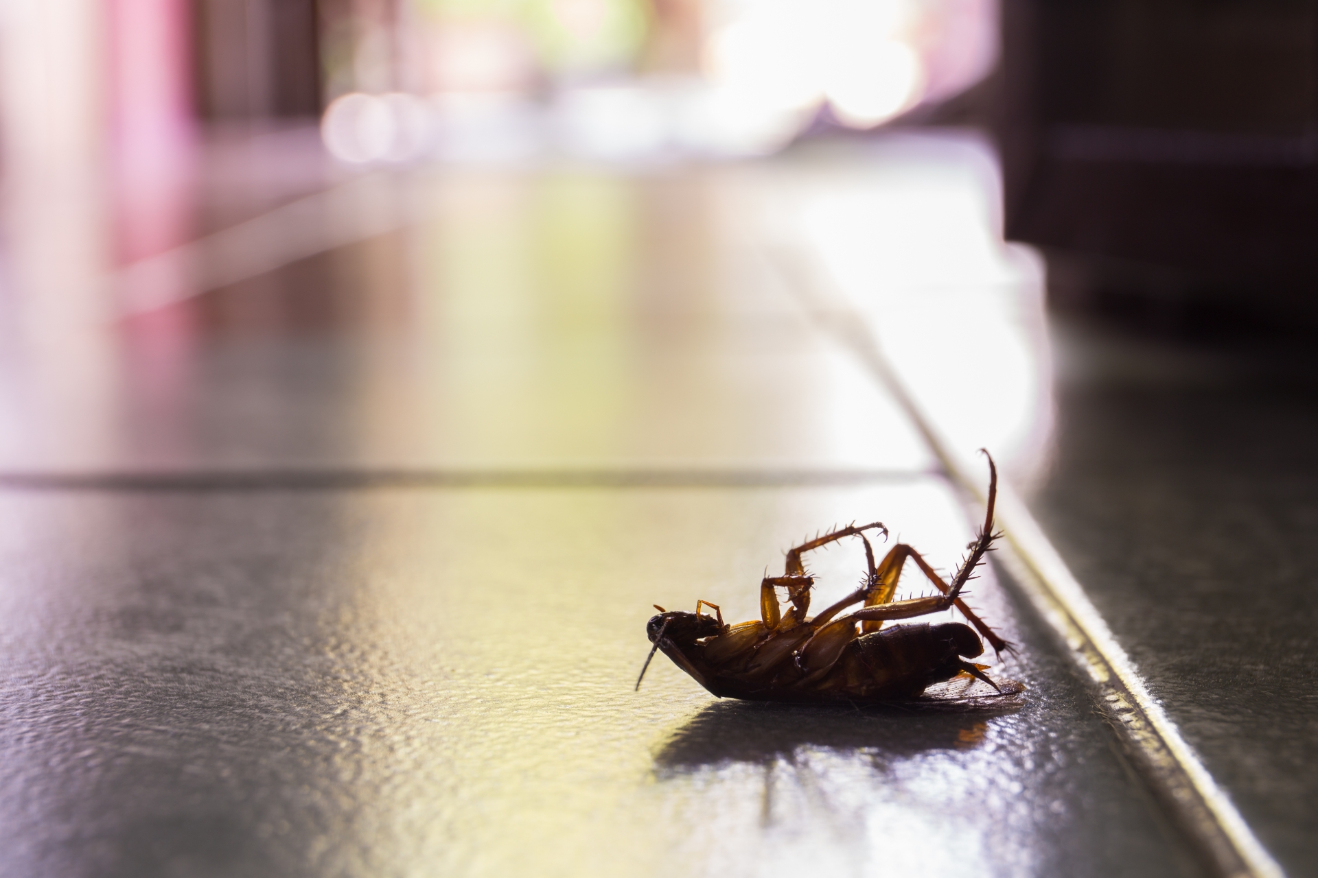 Cockroach Control, Pest Control in Stanwell, Stanwell Moor, TW19. Call Now 020 8166 9746