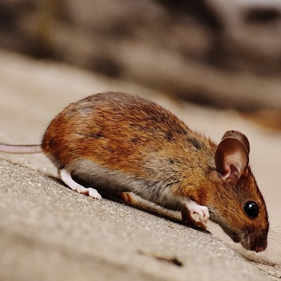 Mice, Pest Control in Stanwell, Stanwell Moor, TW19. Call Now! 020 8166 9746
