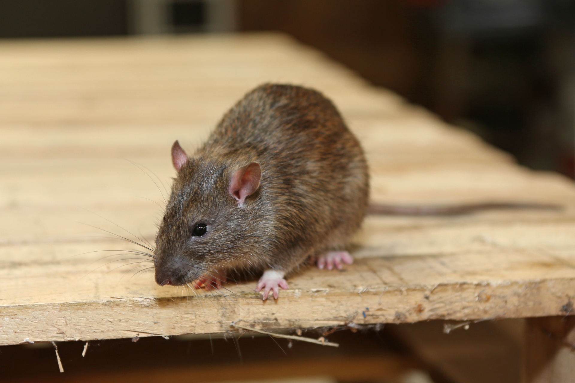 Rat extermination, Pest Control in Stanwell, Stanwell Moor, TW19. Call Now 020 8166 9746