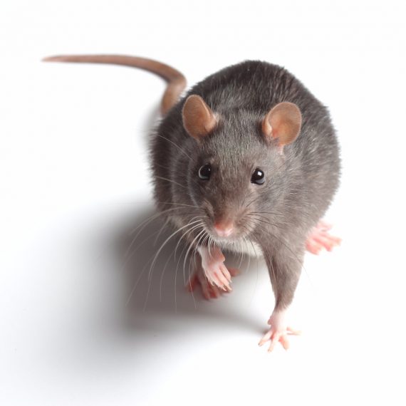 Rats, Pest Control in Stanwell, Stanwell Moor, TW19. Call Now! 020 8166 9746