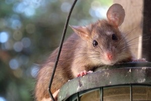 Rat Control, Pest Control in Stanwell, Stanwell Moor, TW19. Call Now 020 8166 9746
