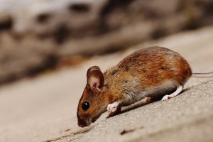 Mice Exterminator, Pest Control in Stanwell, Stanwell Moor, TW19. Call Now 020 8166 9746