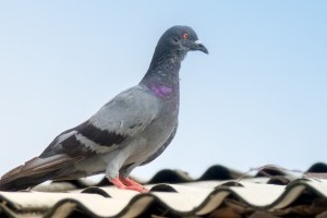 Pigeon Control, Pest Control in Stanwell, Stanwell Moor, TW19. Call Now 020 8166 9746