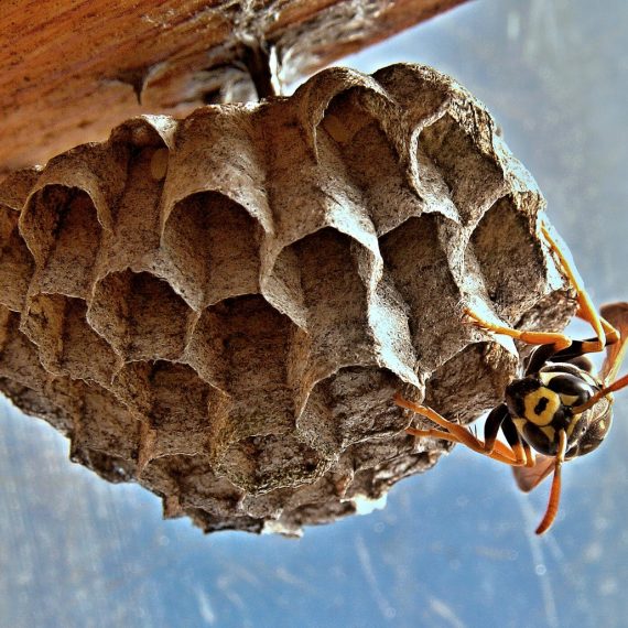 Wasps Nest, Pest Control in Stanwell, Stanwell Moor, TW19. Call Now! 020 8166 9746